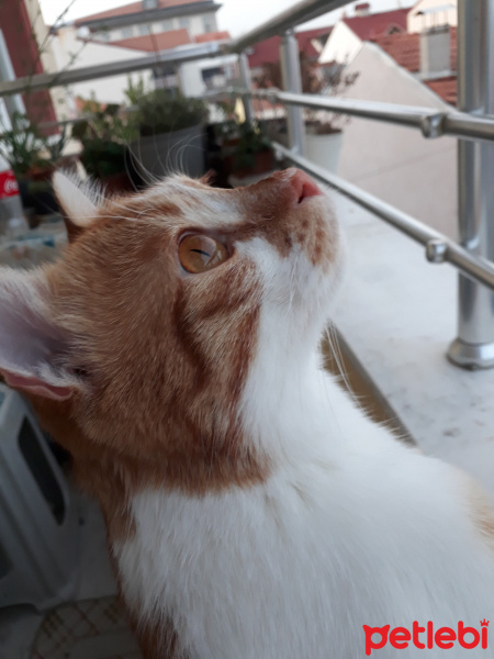 Sarman, Kedi  Bıdı fotoğrafı