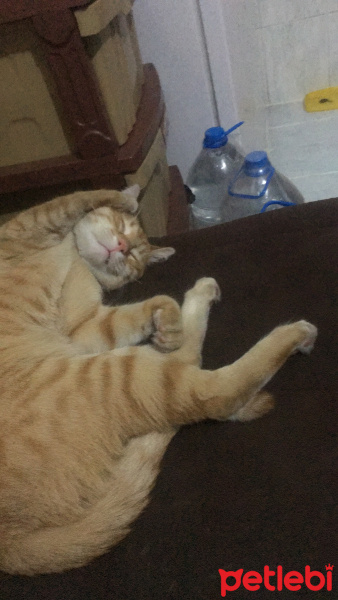 Tekir Kedi, Kedi  havuç fotoğrafı