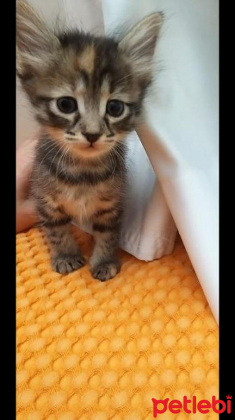 Tekir Kedi, Kedi  Keko fotoğrafı