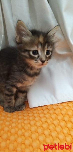 Tekir Kedi, Kedi  Keko fotoğrafı