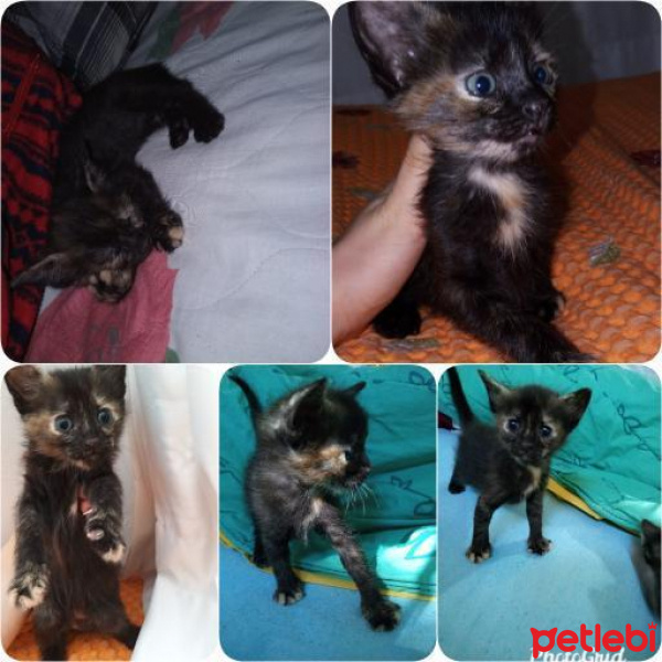 Tekir Kedi, Kedi  Kontes fotoğrafı