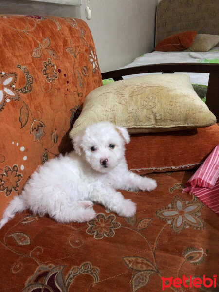 Maltese, Köpek  Jack fotoğrafı