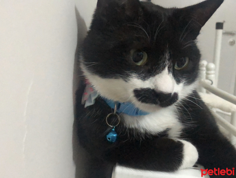 Tekir Kedi, Kedi  Rıfkı fotoğrafı