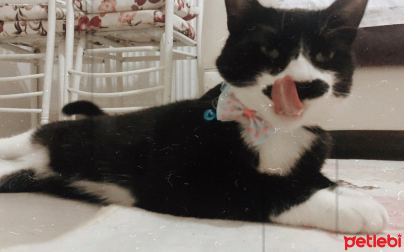 Tekir Kedi, Kedi  Rıfkı fotoğrafı