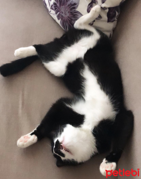 Tekir Kedi, Kedi  Rıfkı fotoğrafı