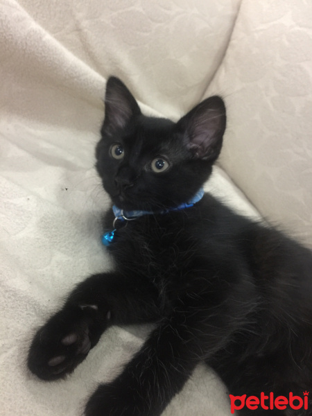 Tekir Kedi, Kedi  Zeytin fotoğrafı