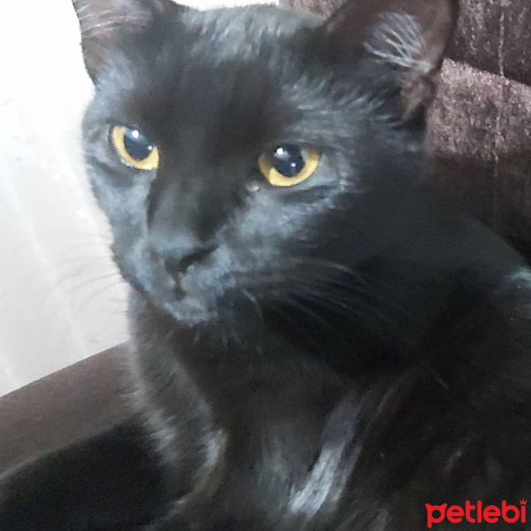 Bombay, Kedi  Luci fotoğrafı