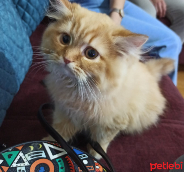 Chinchilla, Kedi  Joffrey fotoğrafı