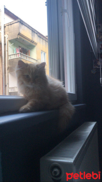 Chinchilla, Kedi  Joffrey fotoğrafı