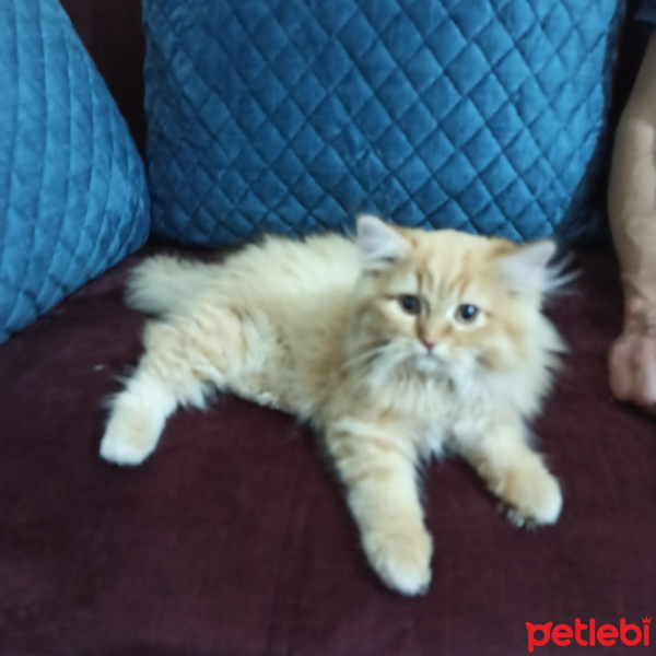 Chinchilla, Kedi  Joffrey fotoğrafı