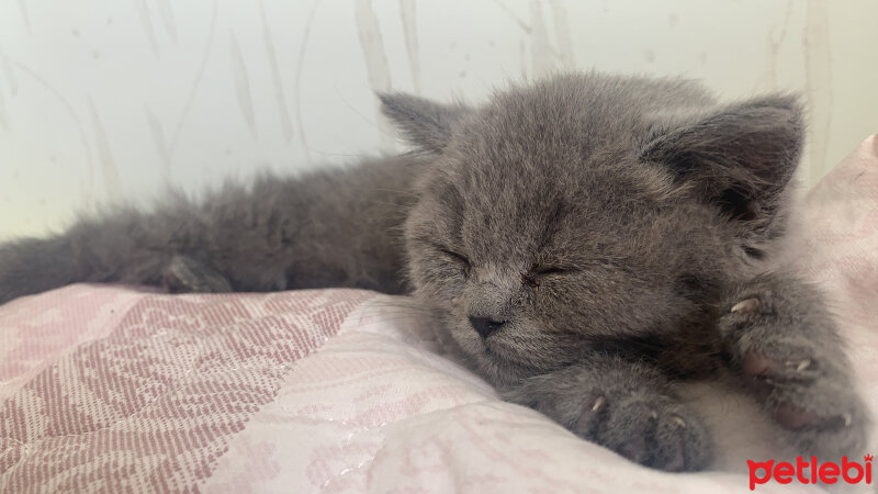 British Shorthair, Kedi  Şans fotoğrafı