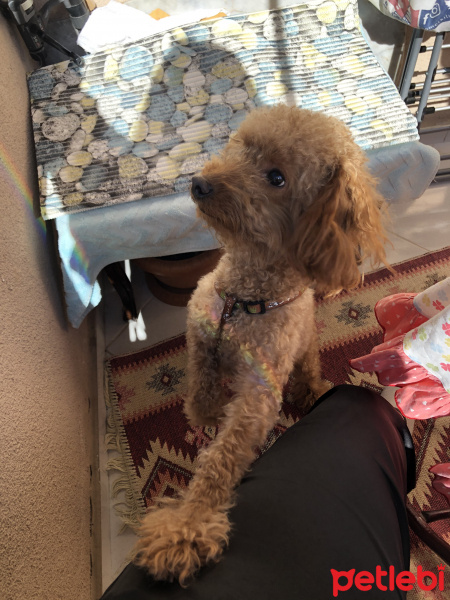 Poodle (Minyatür Kaniş), Köpek  Pablo fotoğrafı
