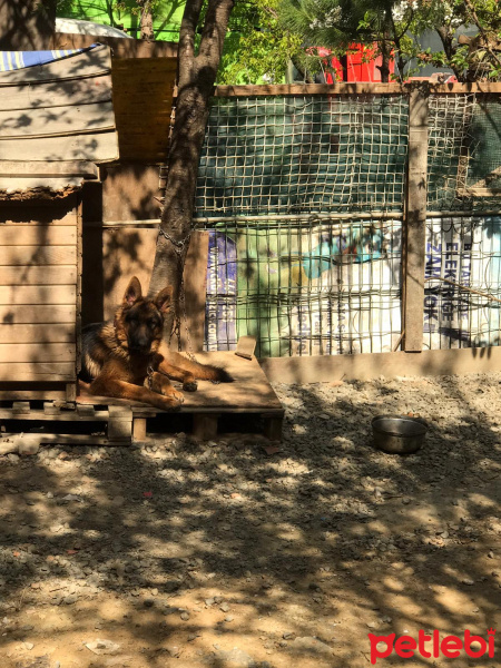 Alman Çoban Köpeği, Köpek  Canko fotoğrafı
