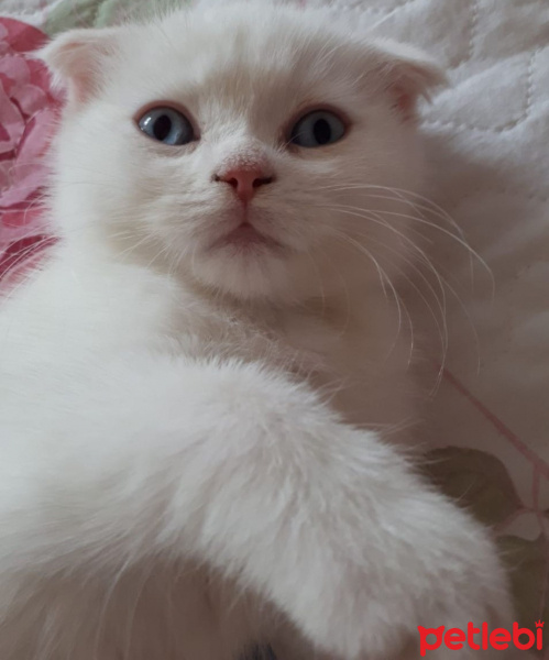 Scottish Fold, Kedi  Bal fotoğrafı
