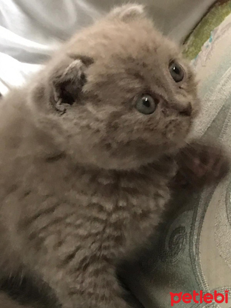 Scottish Fold, Kedi  Duman fotoğrafı