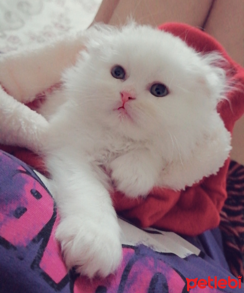 Chinchilla, Kedi  Müdür fotoğrafı