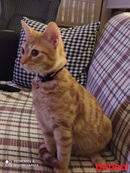 Sarman, Kedi  Hoşaf fotoğrafı