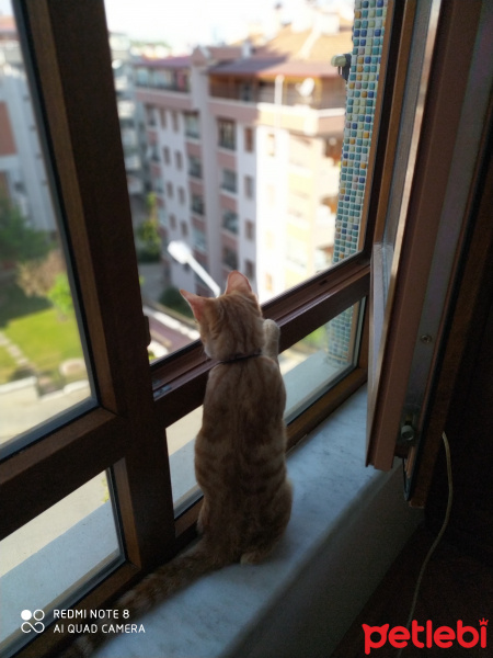 Sarman, Kedi  Hoşaf fotoğrafı