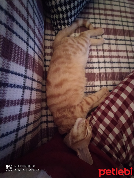 Sarman, Kedi  Hoşaf fotoğrafı