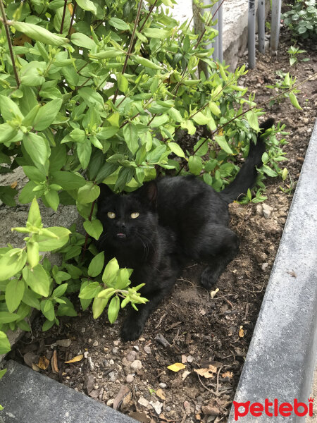 Tekir Kedi, Kedi  Gece fotoğrafı