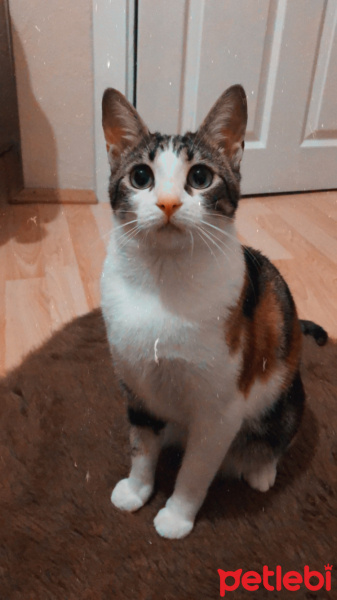 Tekir Kedi, Kedi  Leo fotoğrafı