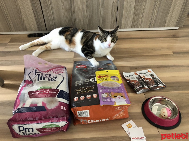 Tekir Kedi, Kedi  Leo fotoğrafı