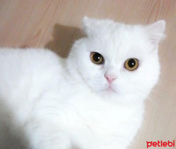Scottish Fold, Kedi  Gece fotoğrafı