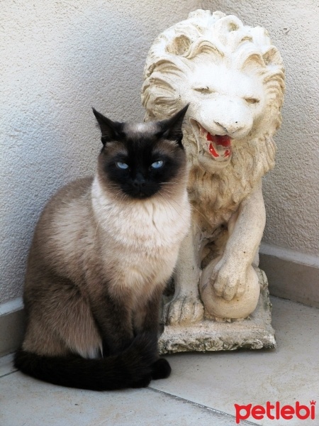 Siyam Kedisi, Kedi  oscar fotoğrafı