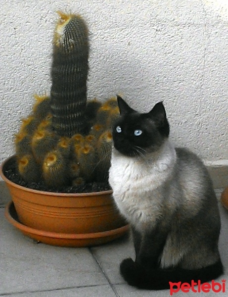 Siyam Kedisi, Kedi  oscar fotoğrafı