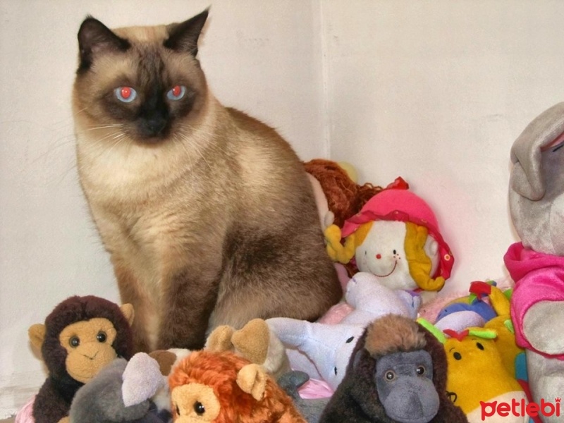 Siyam Kedisi, Kedi  oscar fotoğrafı