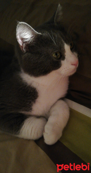 Tekir Kedi, Kedi  Simba fotoğrafı