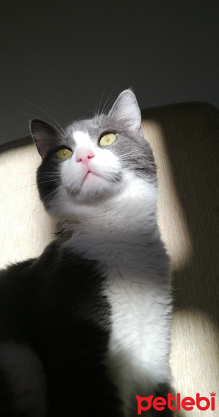 Tekir Kedi, Kedi  Simba fotoğrafı