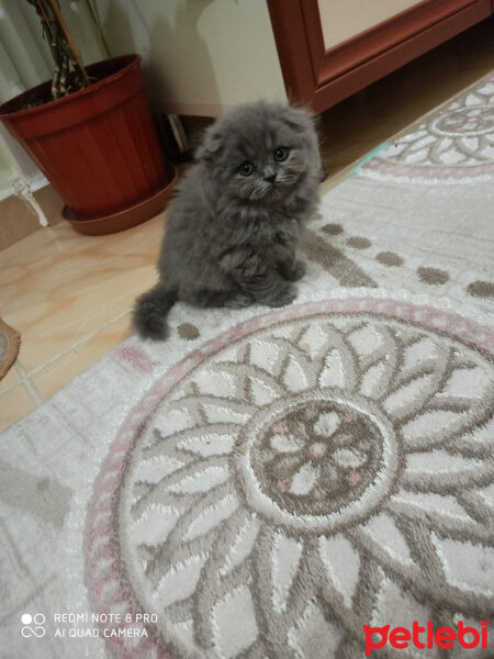 Scottish Fold, Kedi  Duhan fotoğrafı