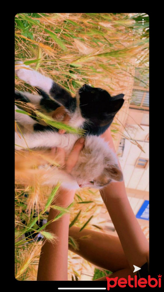 Tekir Kedi, Kedi  Bulut ve Gece fotoğrafı