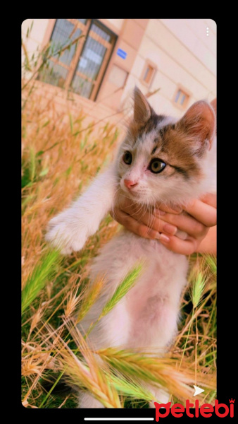 Tekir Kedi, Kedi  Bulut ve Gece fotoğrafı