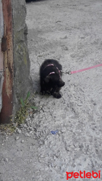 Tekir Kedi, Kedi  Pekmez fotoğrafı