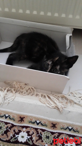 Tekir Kedi, Kedi  Pekmez fotoğrafı