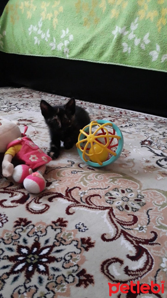 Tekir Kedi, Kedi  Pekmez fotoğrafı