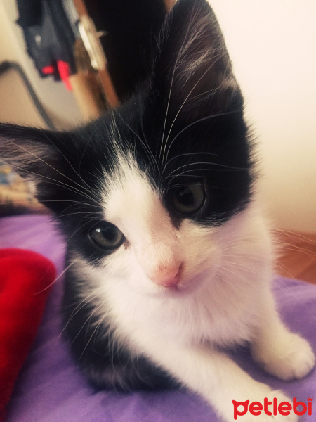 Tuxedo (Smokin) Kedi, Kedi  Negro fotoğrafı