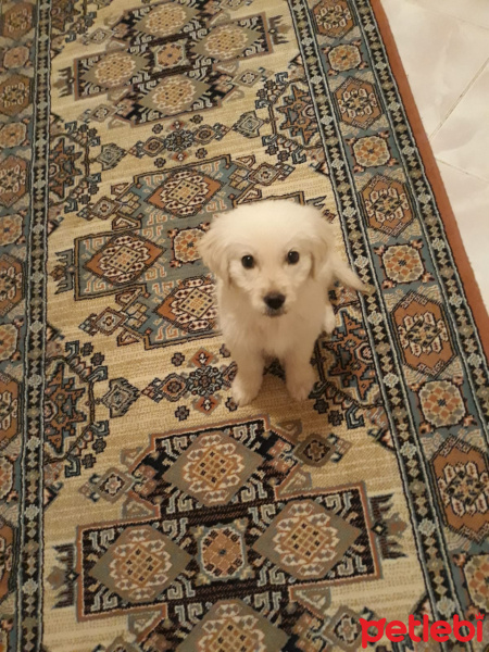 Golden Retriever, Köpek  LEX fotoğrafı