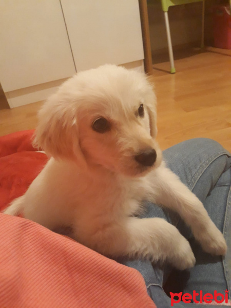 Golden Retriever, Köpek  LEX fotoğrafı