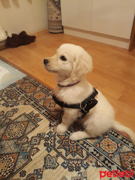 Golden Retriever, Köpek  LEX fotoğrafı