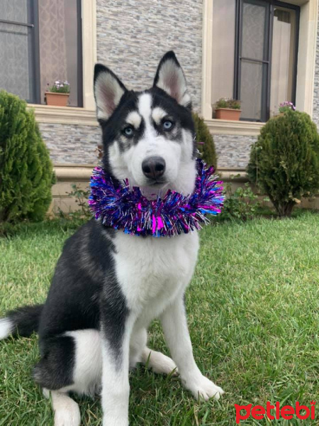 Sibirya Kurdu (Husky), Köpek  Sky fotoğrafı