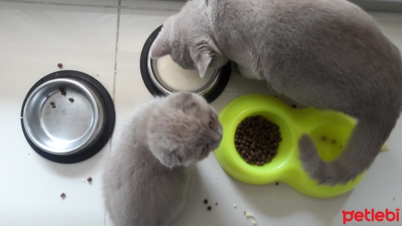 British Shorthair, Kedi  Shila  fotoğrafı