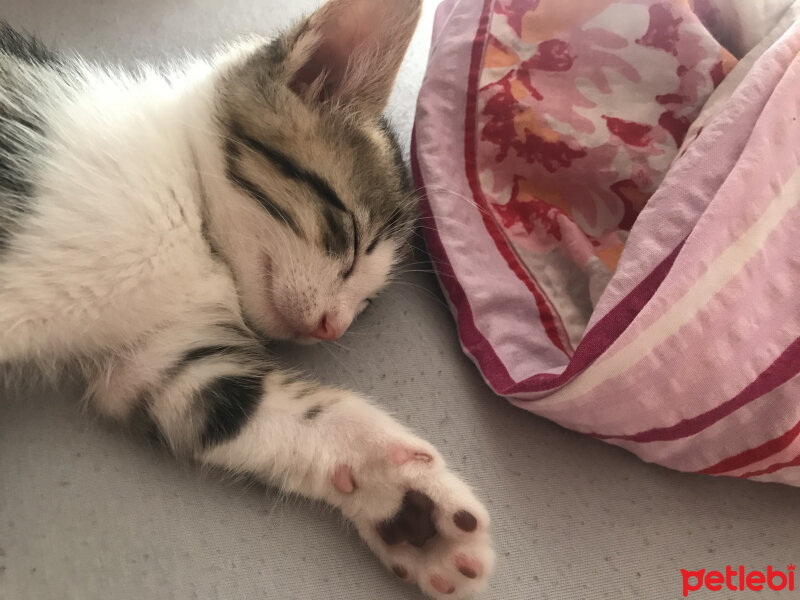 Tekir Kedi, Kedi  pesmet fotoğrafı