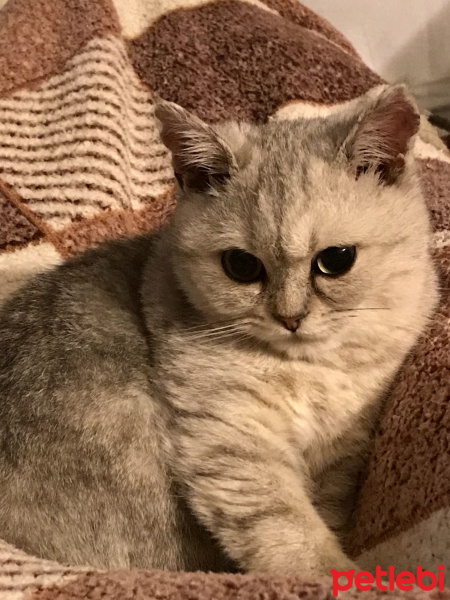 British Shorthair, Kedi  EzO fotoğrafı