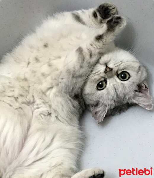 British Shorthair, Kedi  EzO fotoğrafı