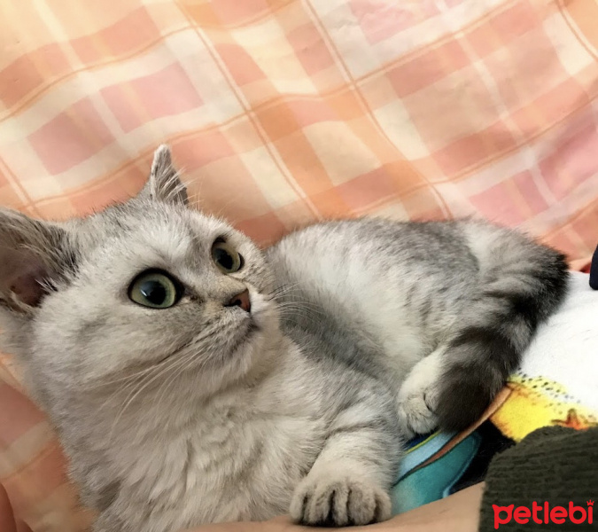 British Shorthair, Kedi  EzO fotoğrafı