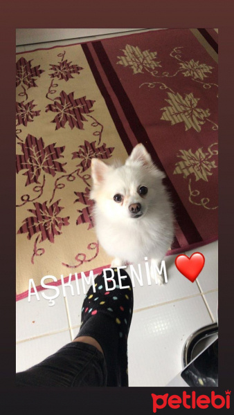 Pomeranyalı, Köpek  MAYIS fotoğrafı
