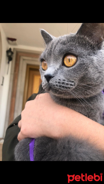 British Shorthair, Kedi  Badem fotoğrafı